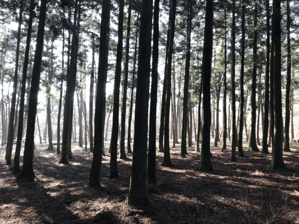 Jeolmul Recreation Forest