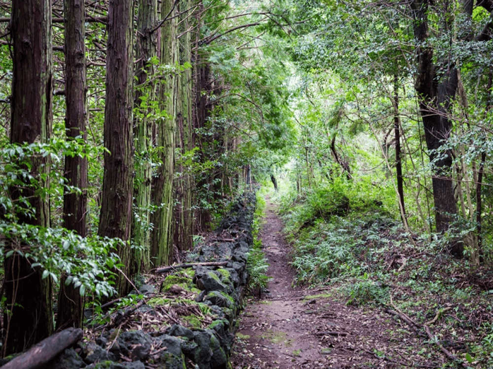 Jeolmul Recreation Forest