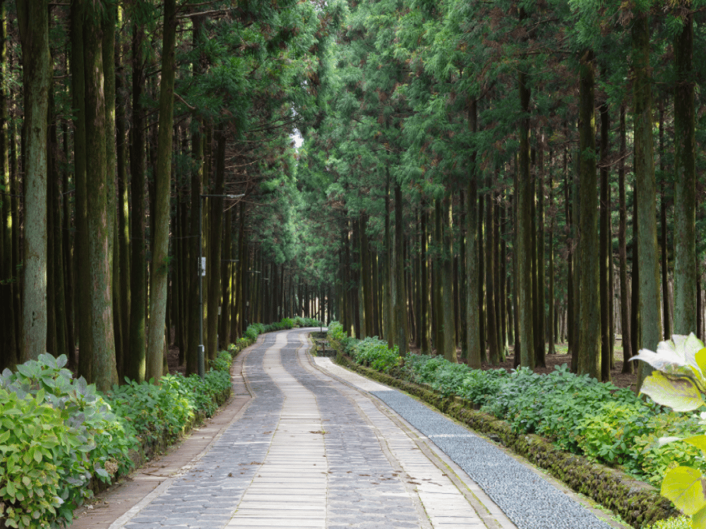 Jeolmul Recreation Forest