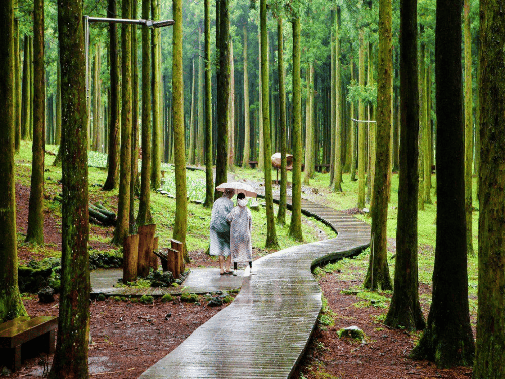 Jeju: Jeolmul Recreation Forest | ®ExcursionMania