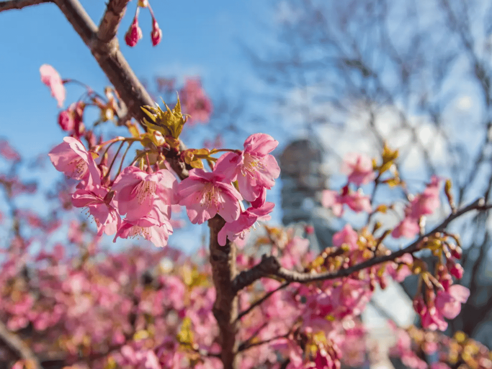 Yeomiji Botanic Garden