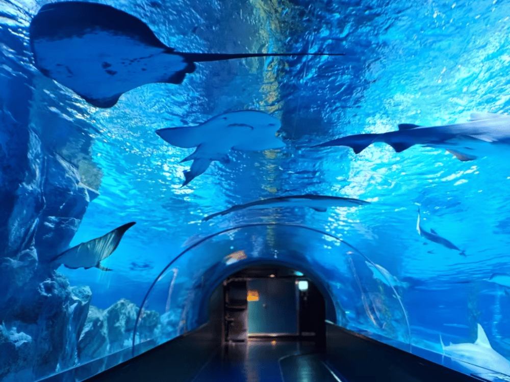 Sea Life Coex Seoul Aquarium