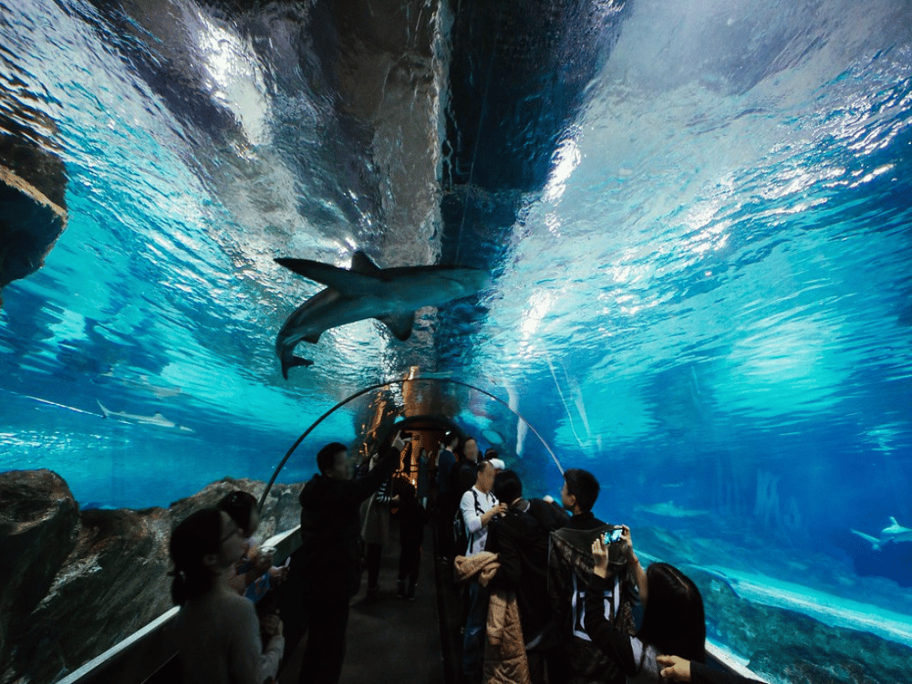 Sea Life Coex Seoul Aquarium