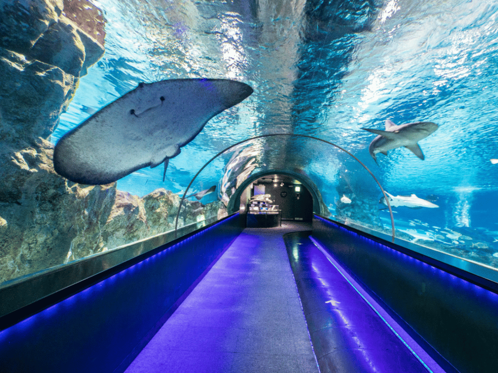 Seoul: Sea Life Coex Seoul Aquarium | ®ExcursionMania
