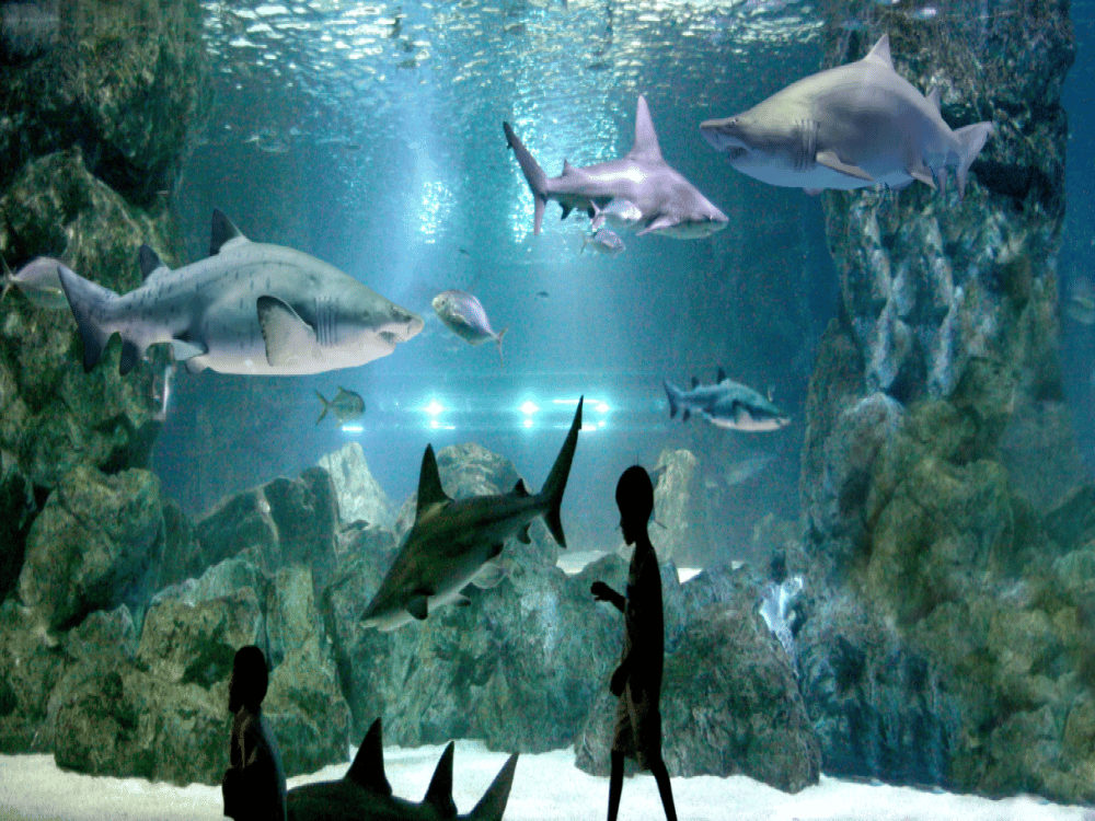 Sea Life Coex Seoul Aquarium