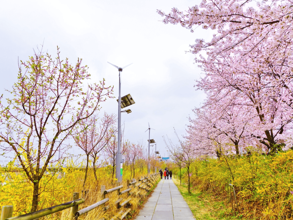 Seoul: Yeouido Hangang Park | ®ExcursionMania