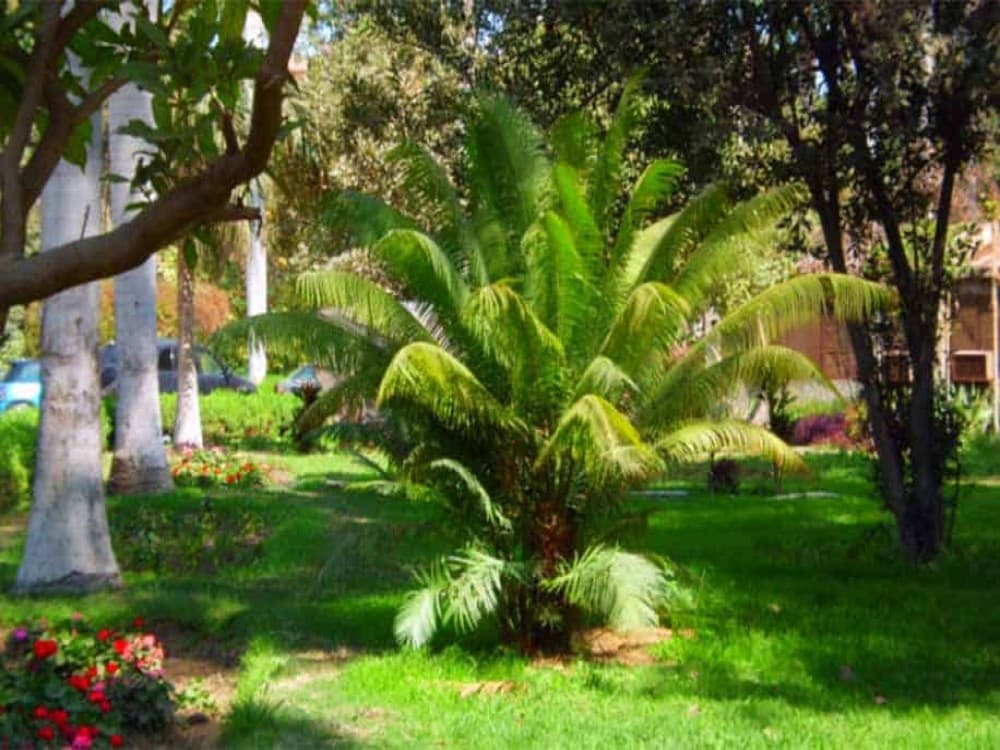Relax and Recharge: A Guide to Cairo’s Best Parks and Gardens