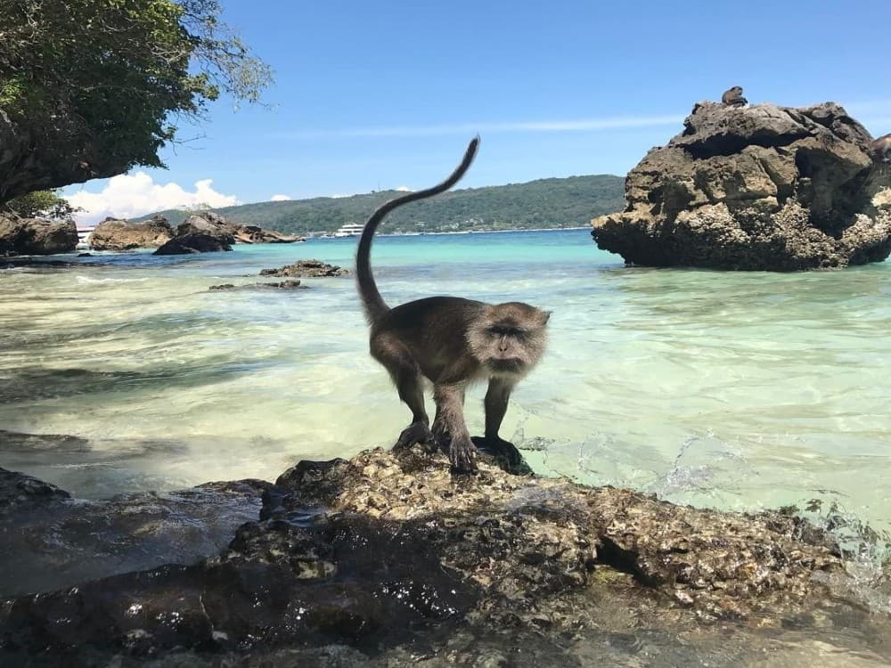 Monkey Beach