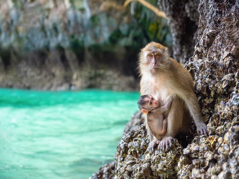 Monkey Beach