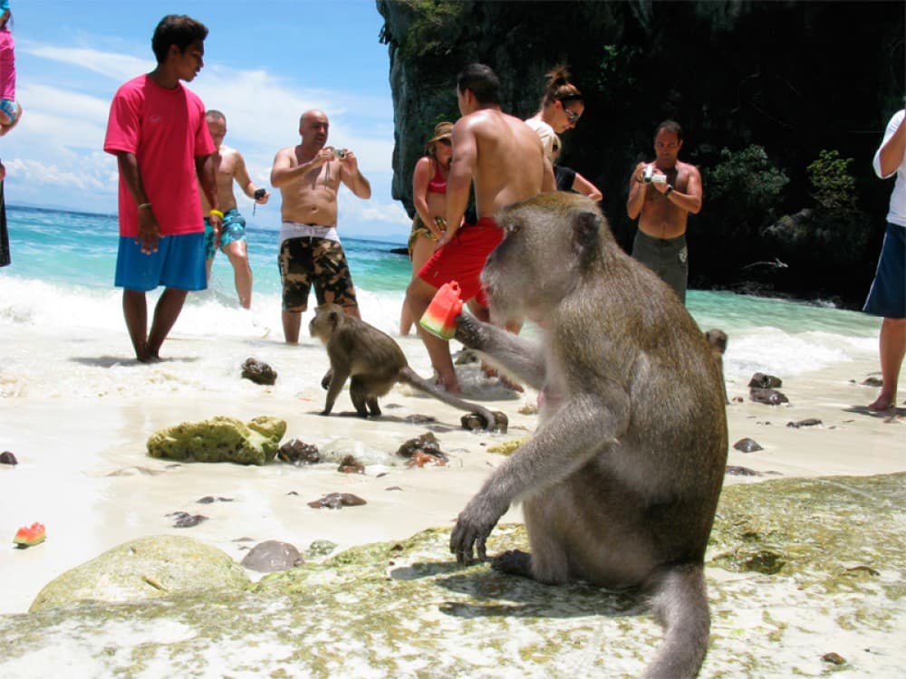 Monkey Beach