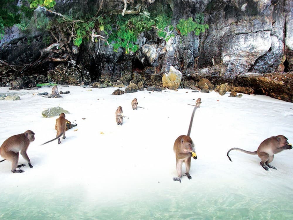 Monkey Beach