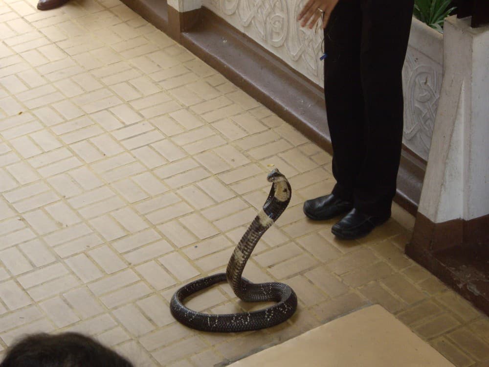 Snake Farm (Queen Saovabha Memorial Institute)