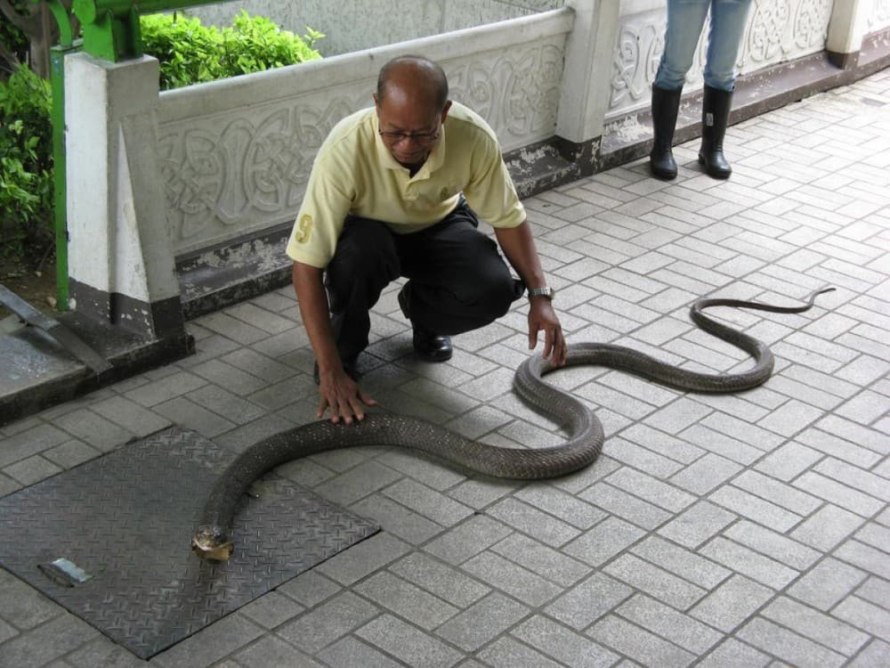 Snake Farm (Queen Saovabha Memorial Institute)