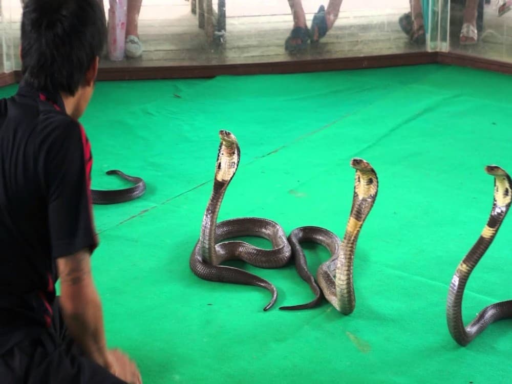 Snake Farm (Queen Saovabha Memorial Institute)