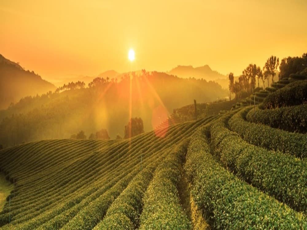 Choui Fong Tea Plantation