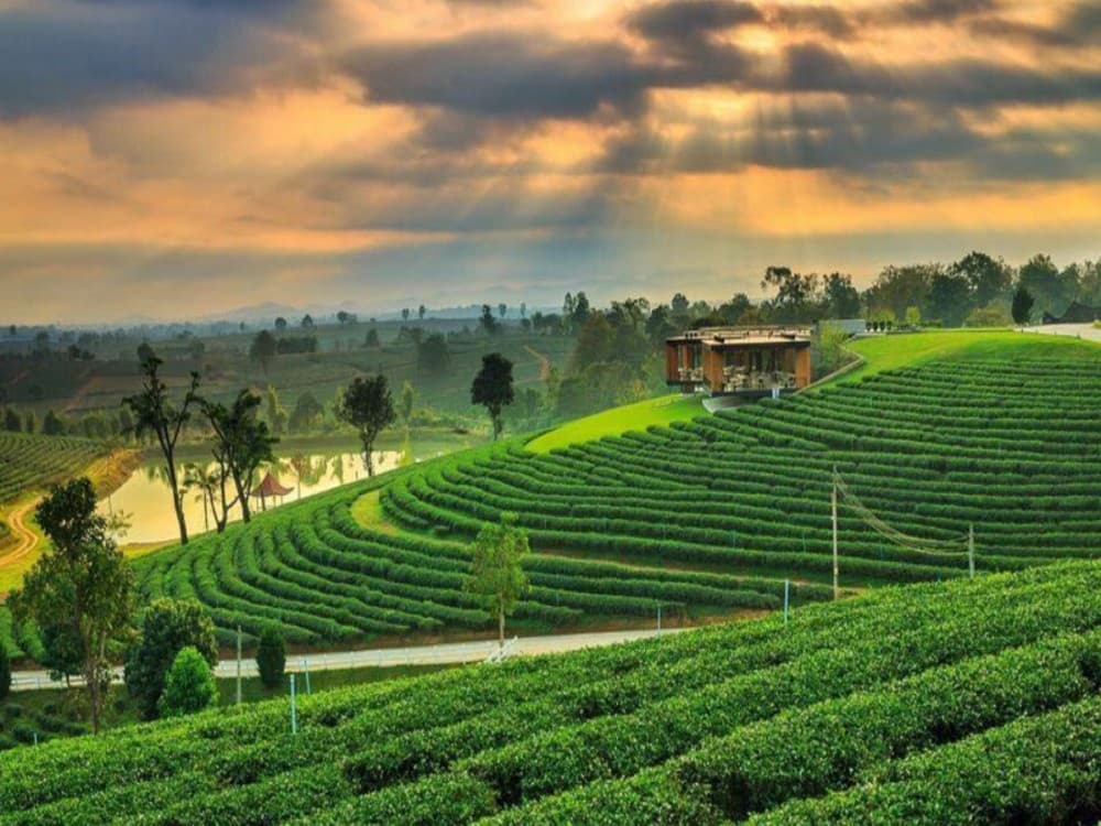 Choui Fong Tea Plantation