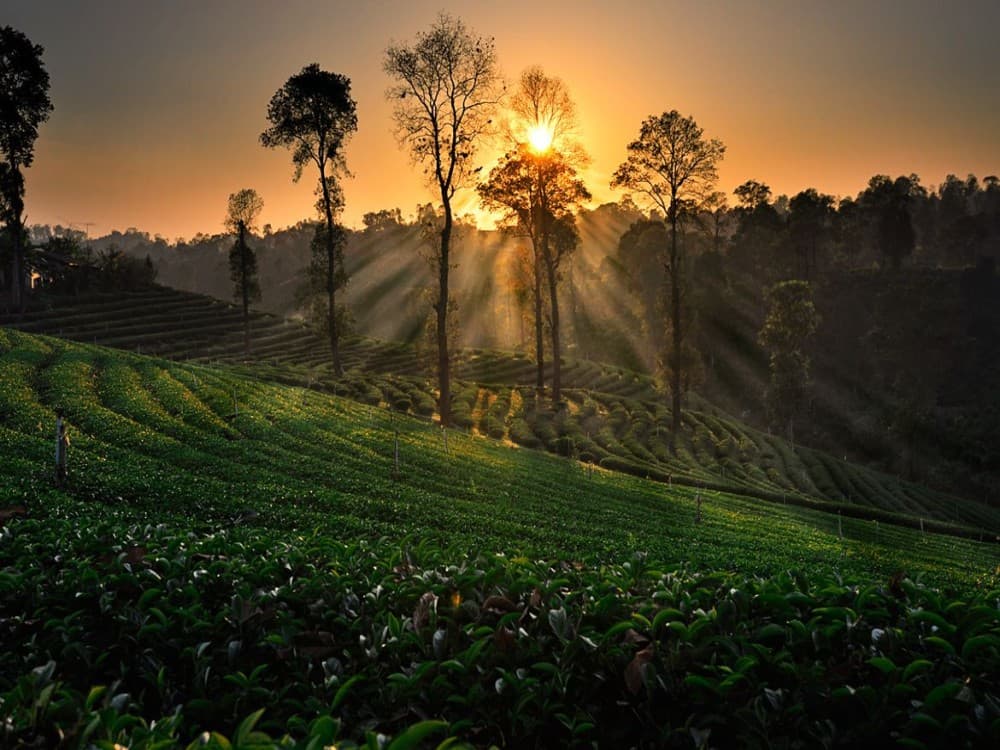 Chiang Rai: Choui Fong Tea Plantation | ®ExcursionMania
