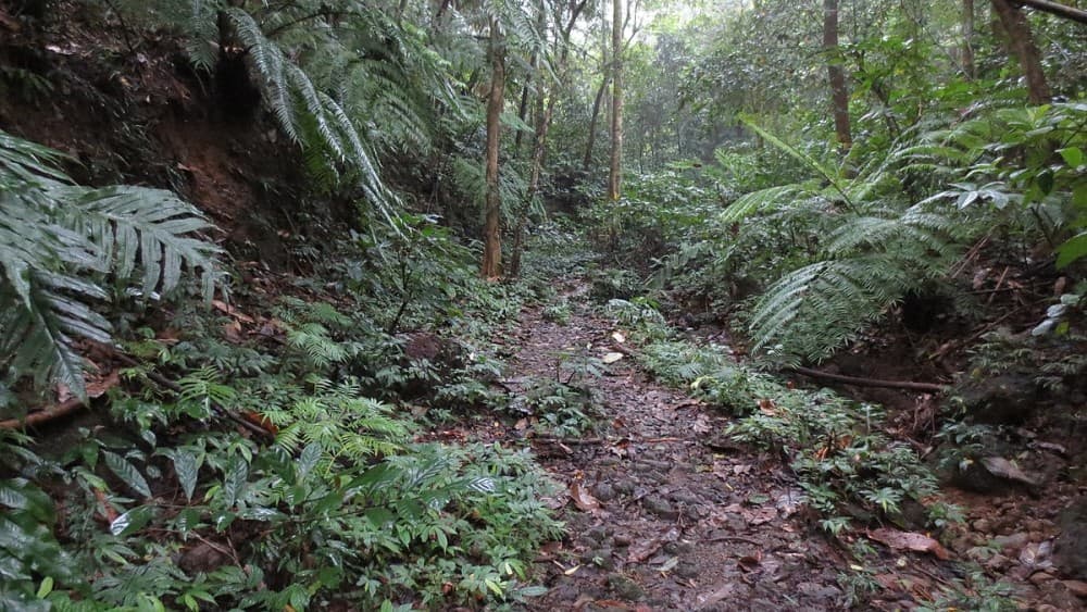 Exploring the Victoria Falls Rainforest: A Unique Ecosystem