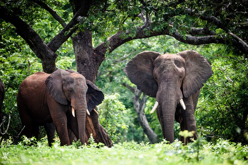 The Best Wildlife Safaris Around Kasane