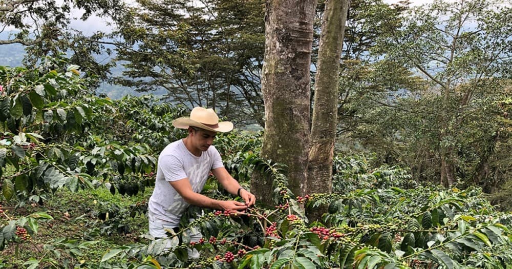 Top Things to Do in Pereira: Unveiling Colombia’s Coffee Capital