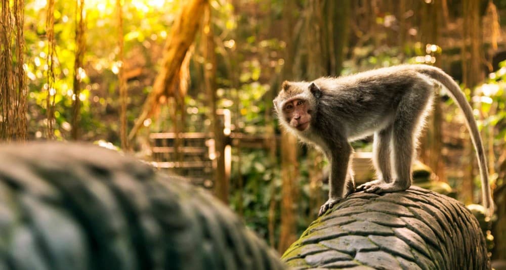 Top Must-Do Activities in Ubud for First-Timers