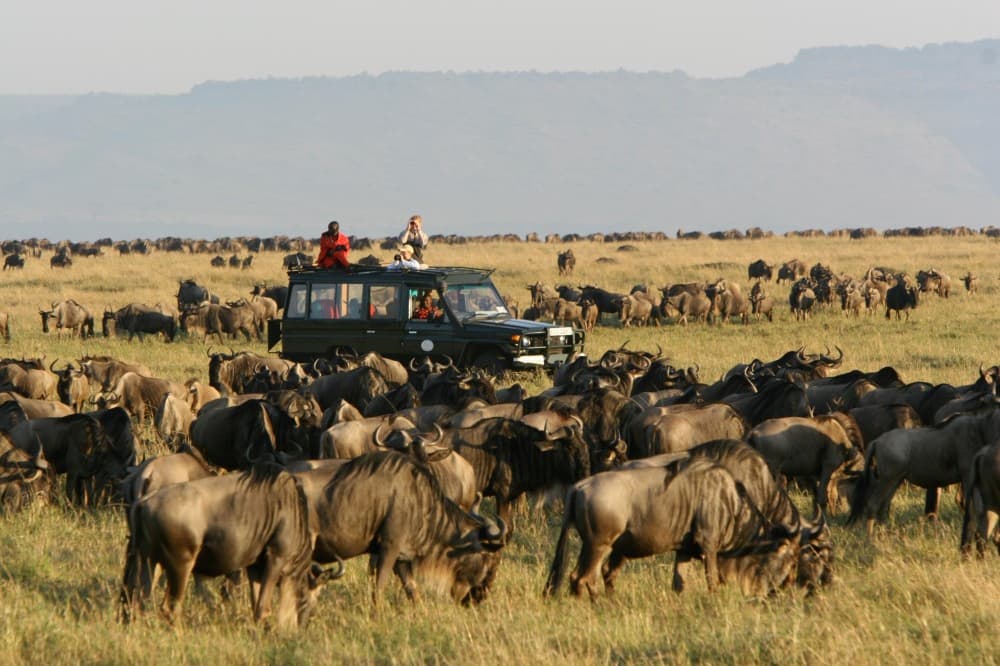 Masai Mara Safari: What You Need to Know
