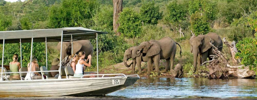 The Best Wildlife Safaris Around Kasane
