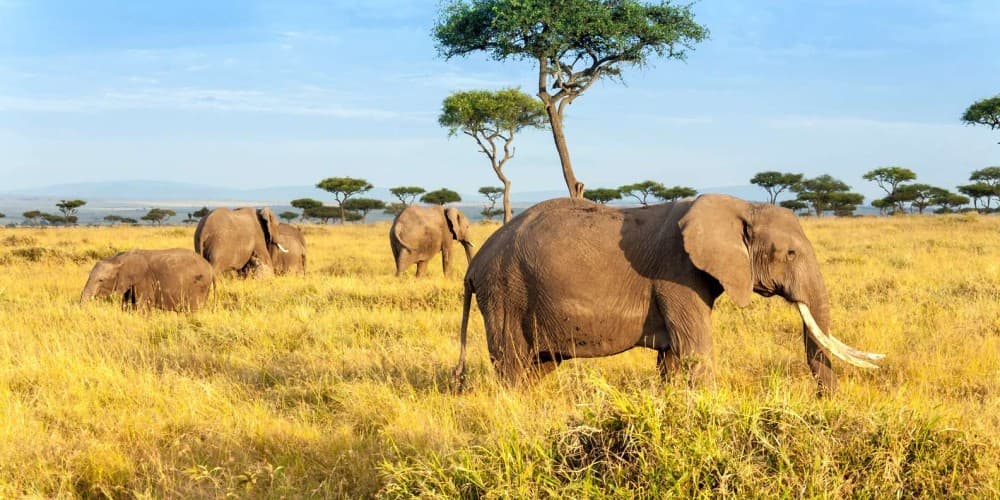 Masai Mara Safari: What You Need to Know