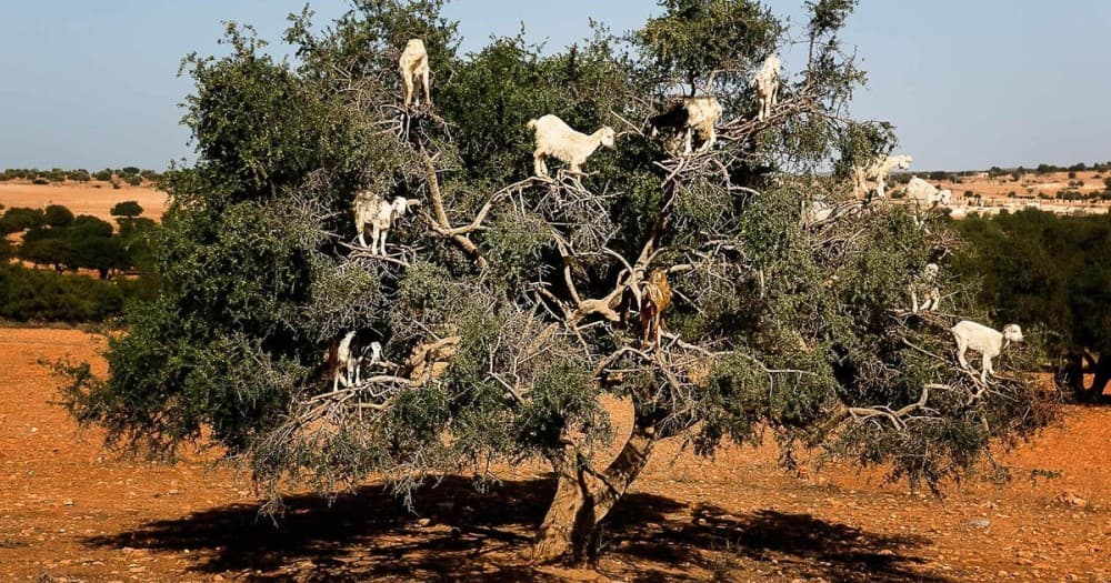 Top Things to Do in Essaouira: A Traveler’s Guide