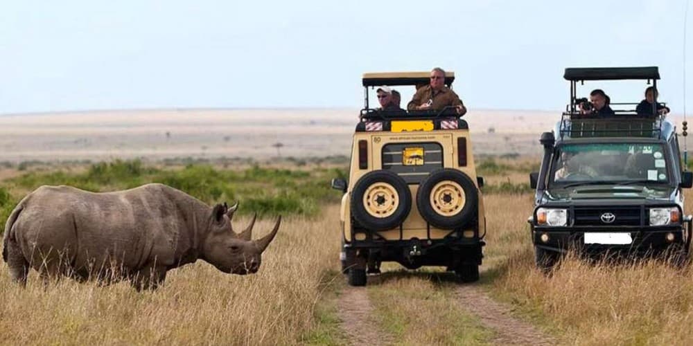Masai Mara Safari: What You Need to Know