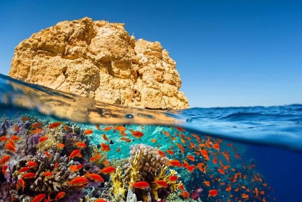 Eco & Nature Conservation Tours: Explore & Protect