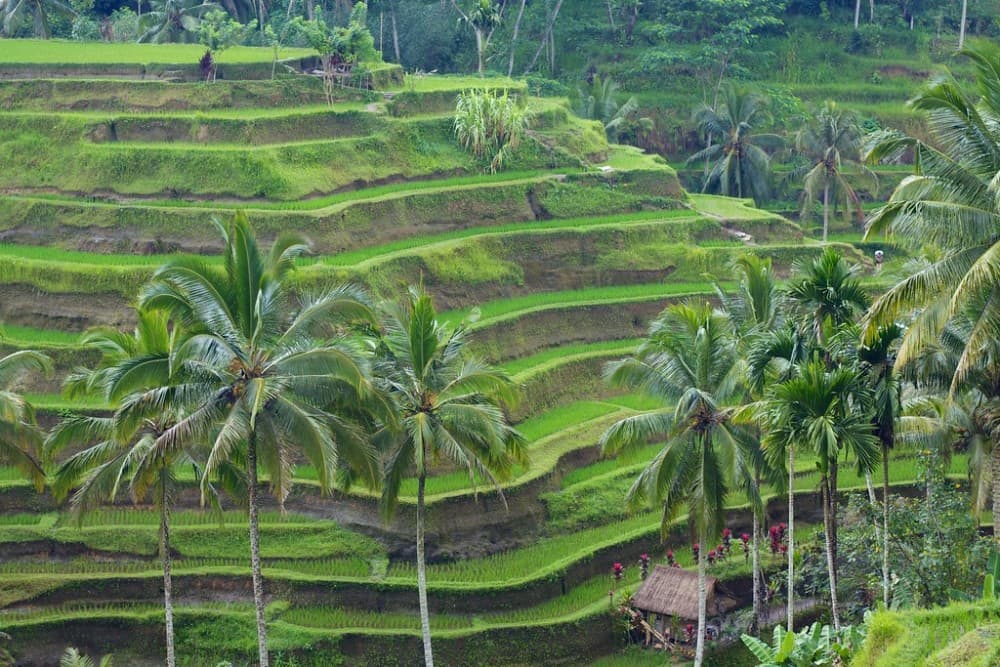 Top Must-Do Activities in Ubud for First-Timers