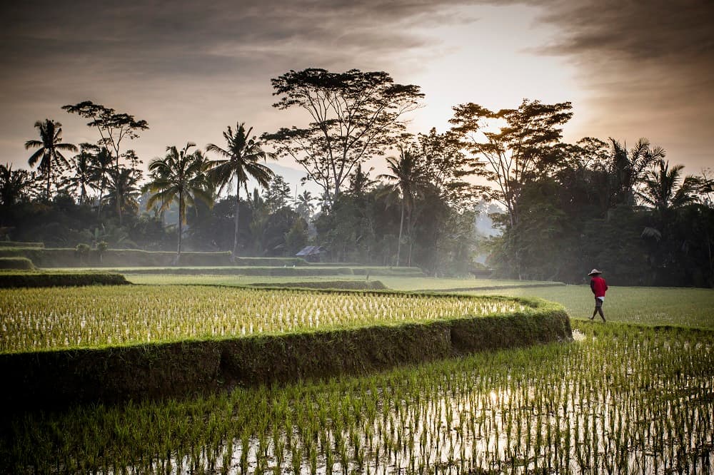 Hidden Gems in Ubud: Off-the-Beaten-Path Adventures