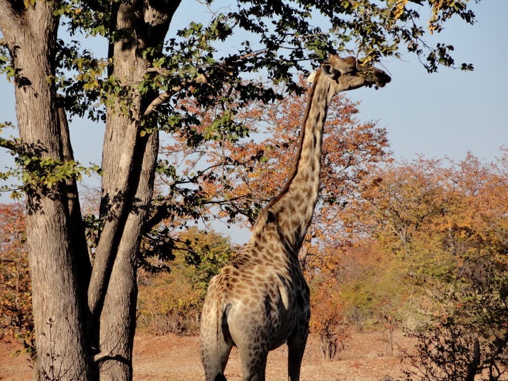 Exploring the Wildlife Around Livingstone: Safari & Nature Experiences