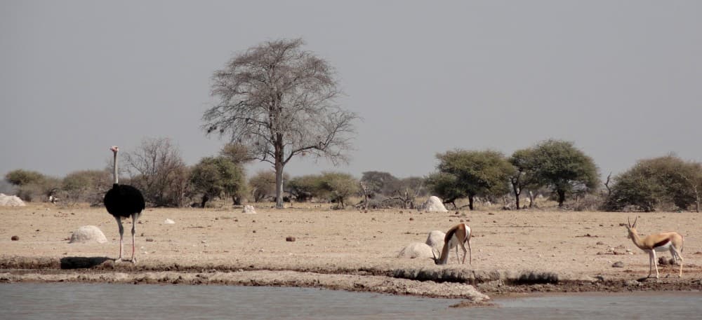 The Best Wildlife Safaris Around Kasane