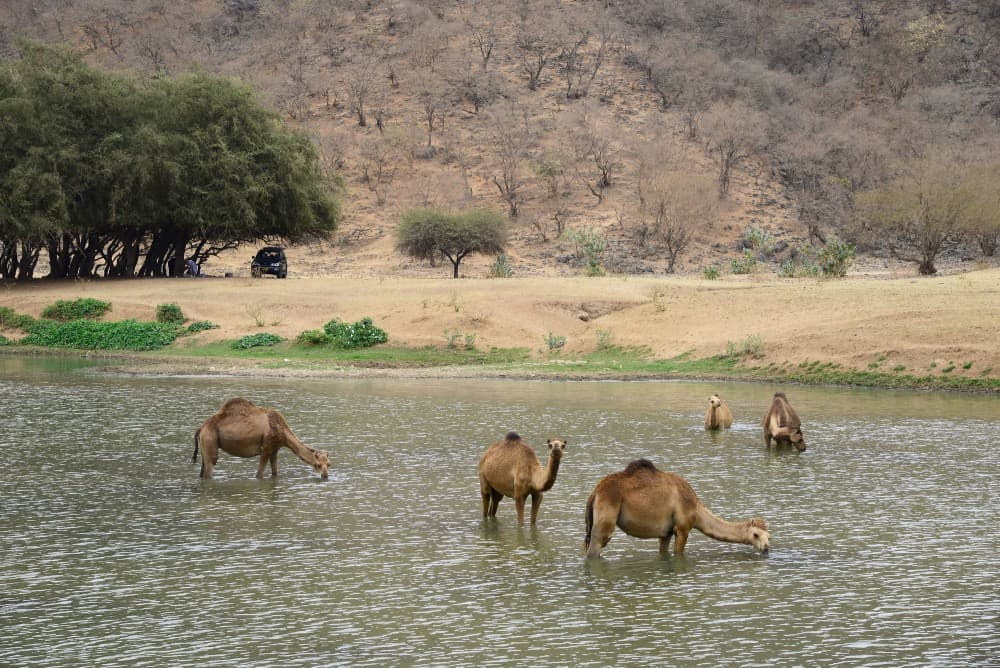 Top 5 Must-See Attractions in Salalah