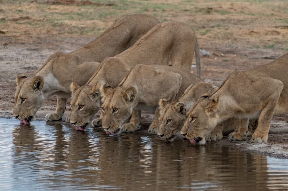 The Ultimate Kasane Travel Itinerary for Nature Lovers