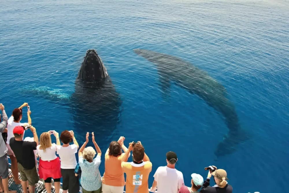 The Best Day Trips from Honolulu: Beyond the City’s Shores