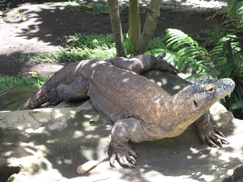 Exploring the Wildlife Around Livingstone: Safari & Nature Experiences