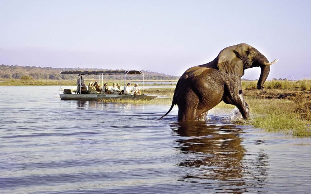 Exploring the Wildlife Around Livingstone: Safari & Nature Experiences