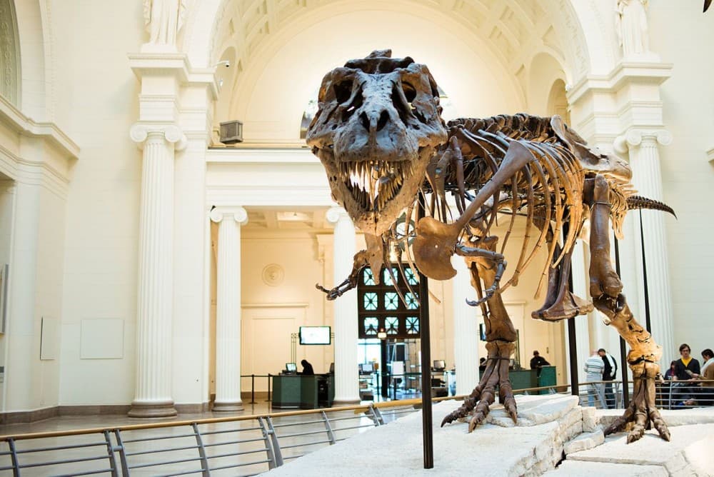 The Best Museums in Chicago: A Cultural Journey Through Art, History, and Science