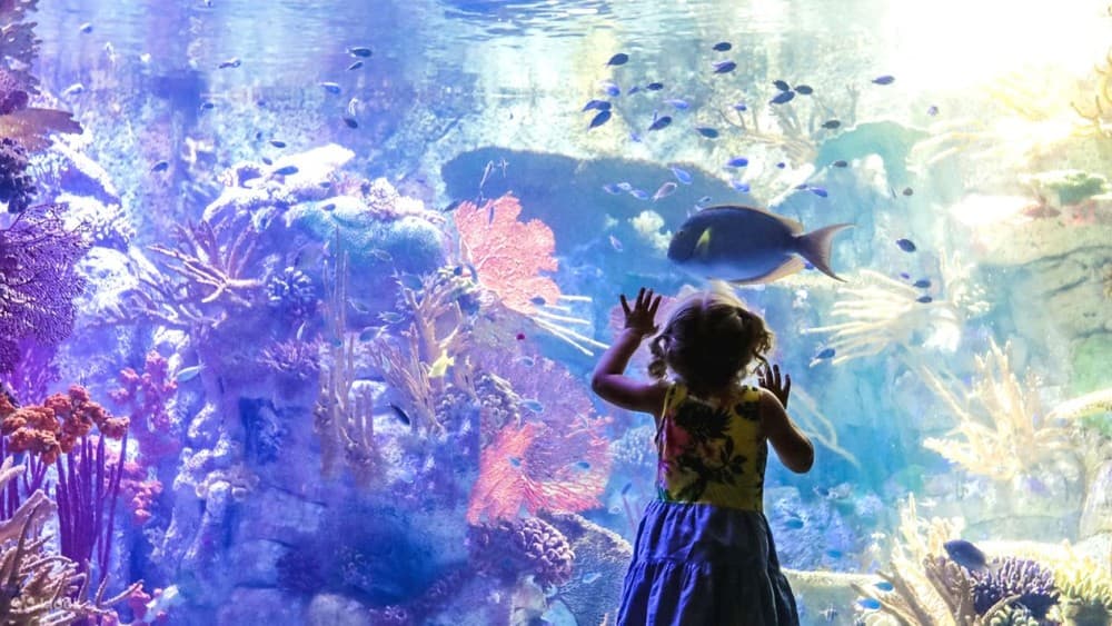 Family Adventures in San Diego: Fun for Kids and Parents