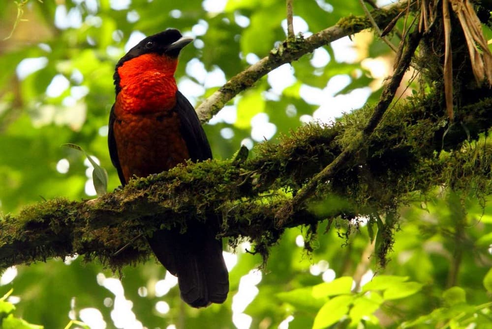 Day Trips from Pereira: Exciting Getaways in the Coffee Triangle