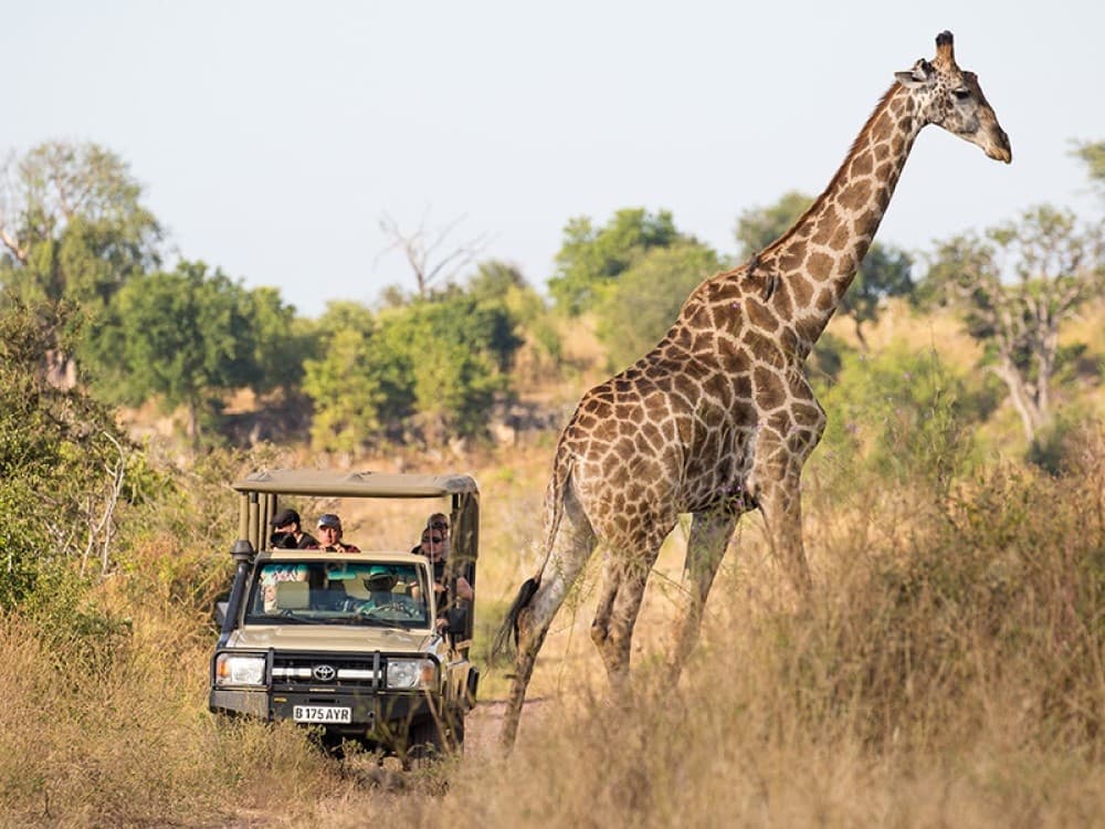 The Ultimate Kasane Travel Itinerary for Nature Lovers