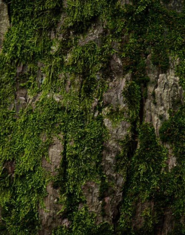 Batumi: A Culinary and Cultural Gem on the Black Sea