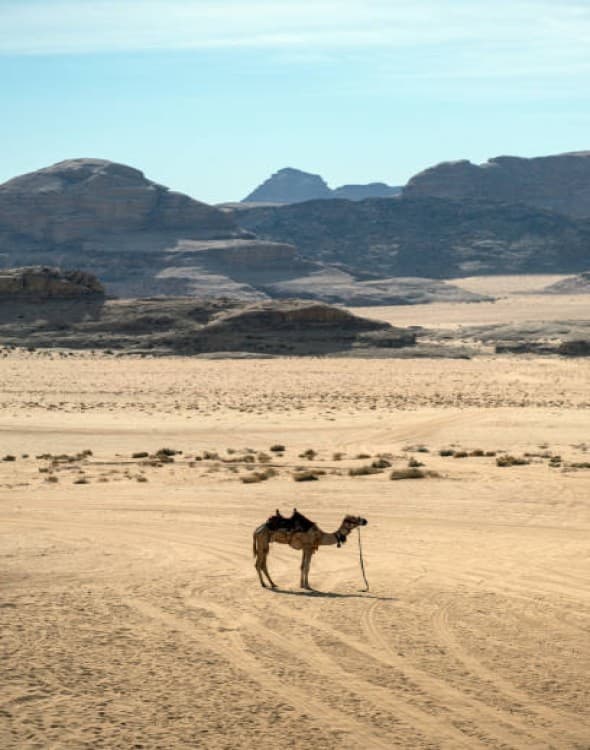 Amman: A Journey Through History, Culture, and Natural Wonders