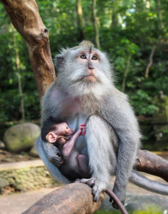 Discover Ubud: Bali’s Cultural Oasis Awaits You