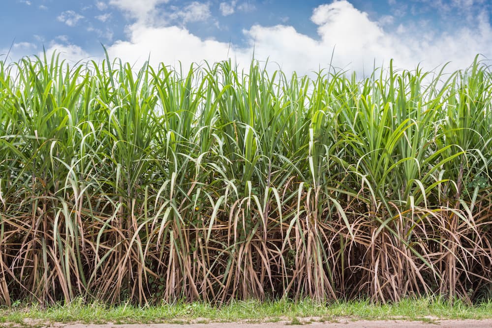Cultural and Historical Experiences in Santo Antão