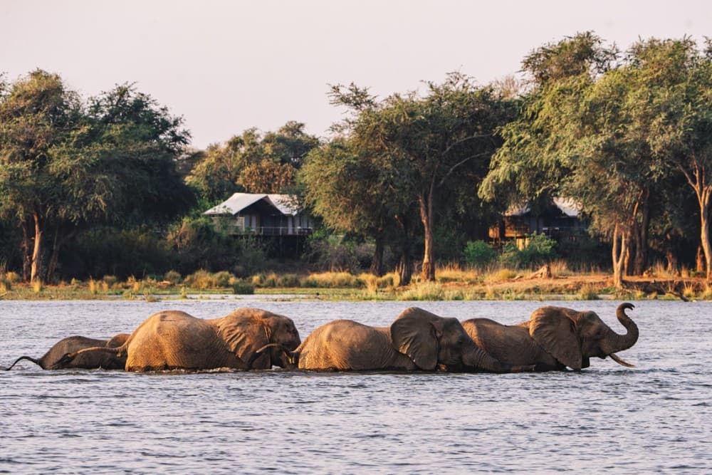 Exploring the Wildlife Around Livingstone: Safari & Nature Experiences