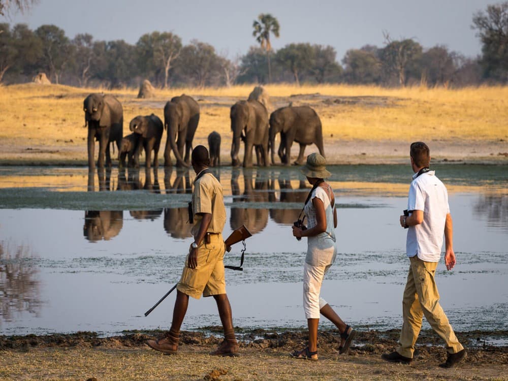 Livingstone: Exploring the Wildlife Around Livingstone: Safari & Nature Experiences | ®ExcursionMania